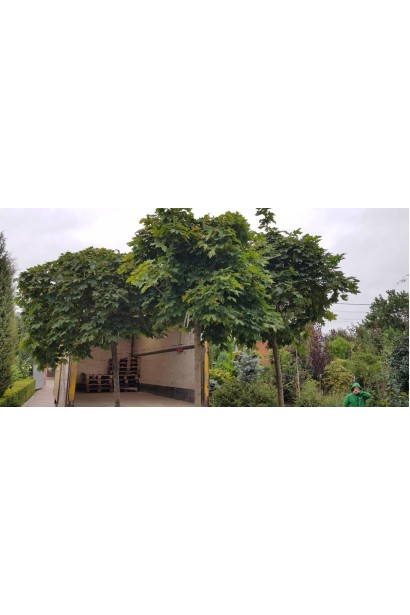 Клен гостролистий Глобозум - ШТАМБ_конт/вис.230-280см/Ø50-70см/ШТАМБ 170-220см/обхват 11-12см